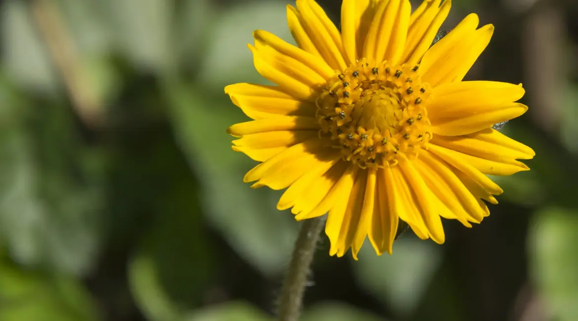 blume-martelltal-wandern