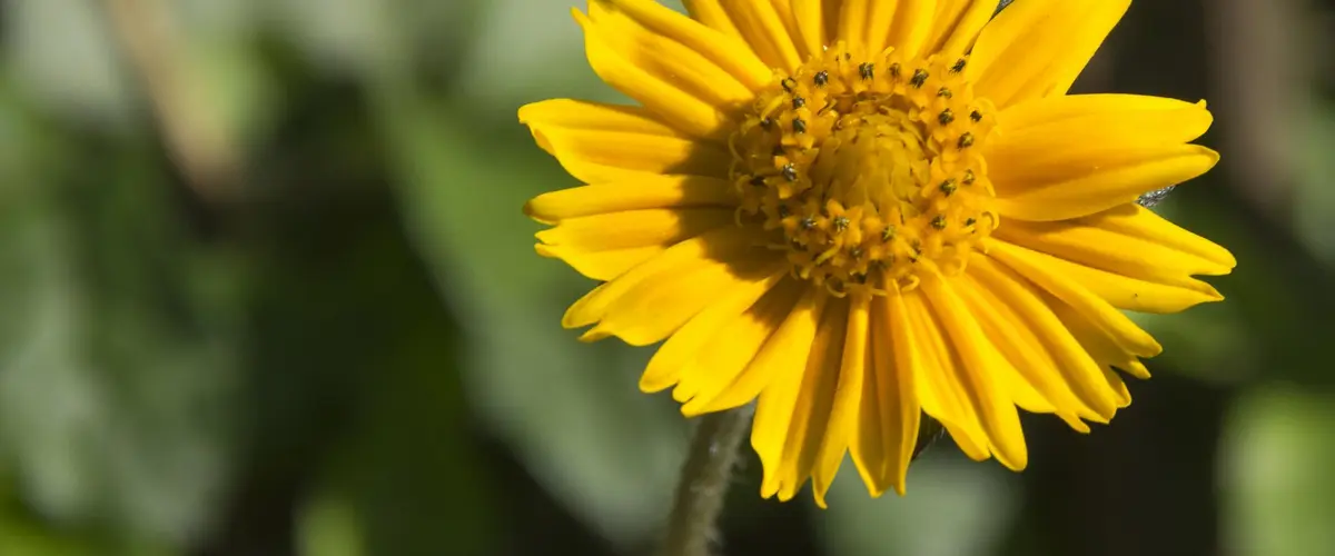 blume-martelltal-wandern