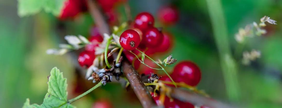 beeren-martell-pflanzen